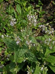 Rozrazil kopřivolistý (Veronica urticifolia Jacq.)