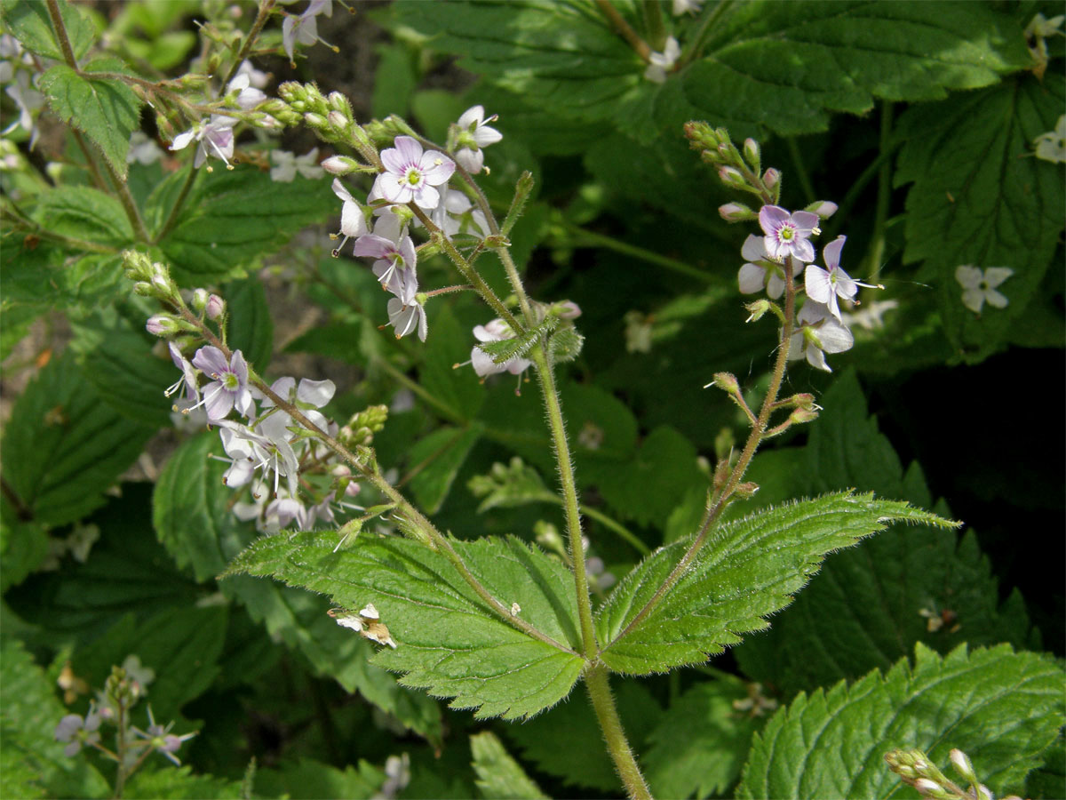 Rozrazil kopřivolistý (Veronica urticifolia Jacq.)