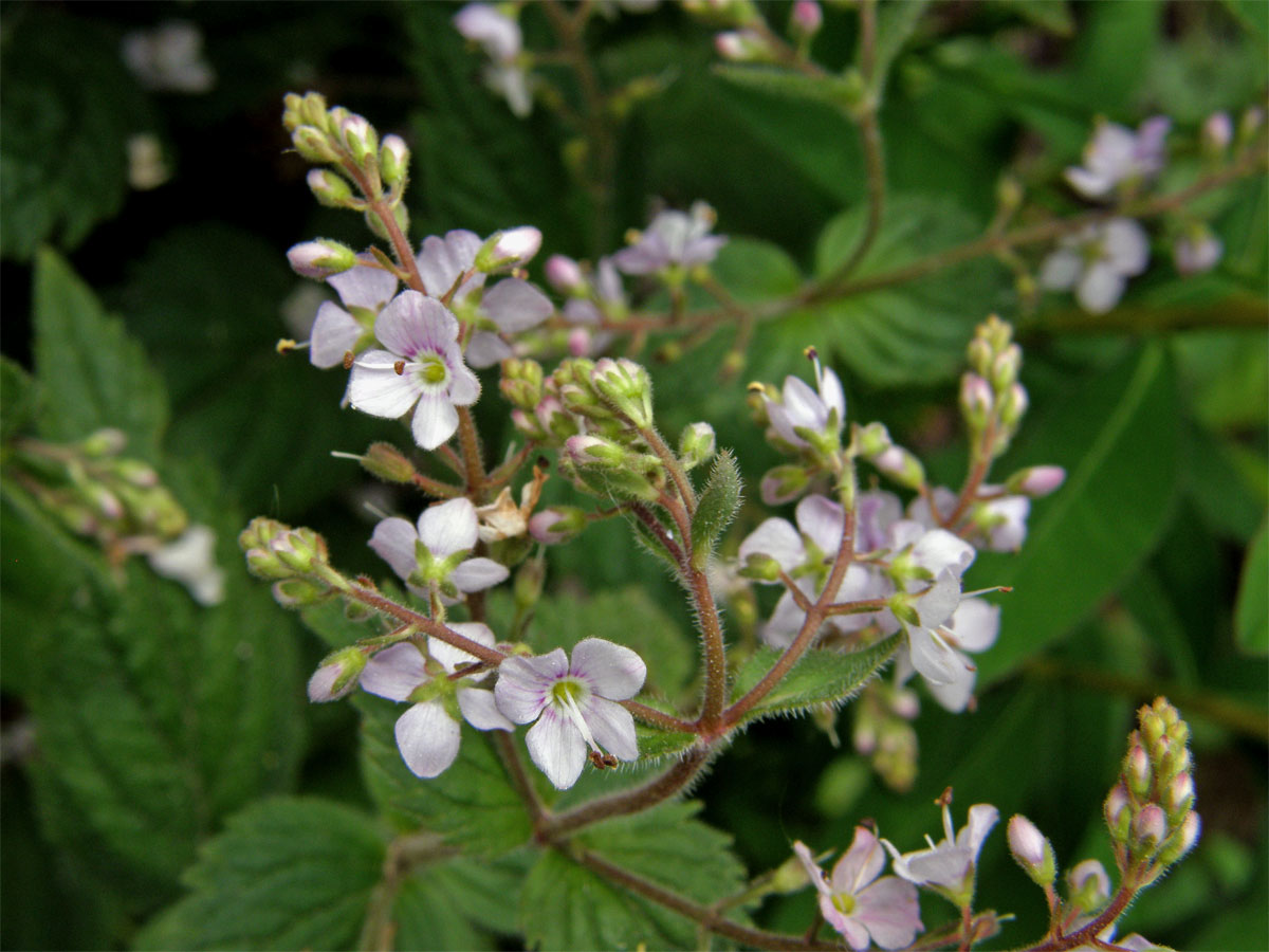 Rozrazil kopřivolistý (Veronica urticifolia Jacq.)