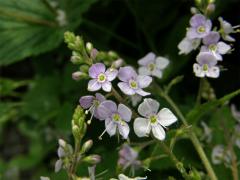 Rozrazil kopřivolistý (Veronica urticifolia Jacq.)