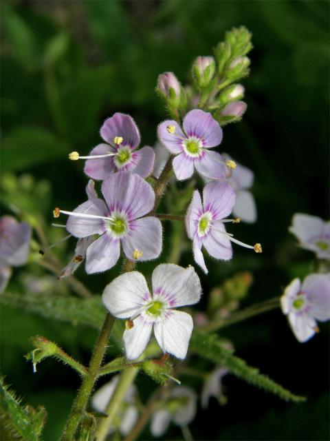 Rozrazil kopřivolistý (Veronica urticifolia Jacq.)