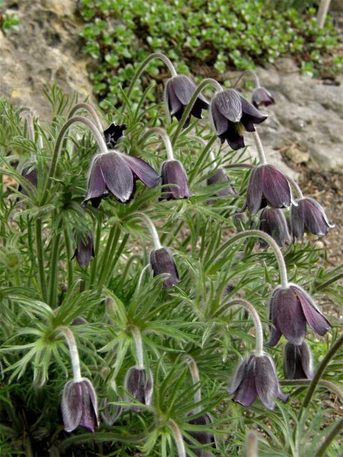 Koniklec luční (Pulsatilla pratensis (L.) Mill. subsp. bohemica Skalický)