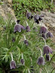 Koniklec luční (Pulsatilla pratensis (L.) Mill. subsp. bohemica Skalický) 