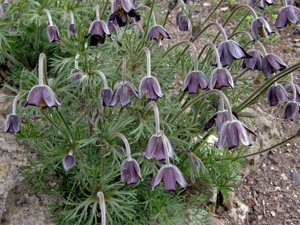 Koniklec luční (Pulsatilla pratensis (L.) Mill. subsp. bohemica Skalický)