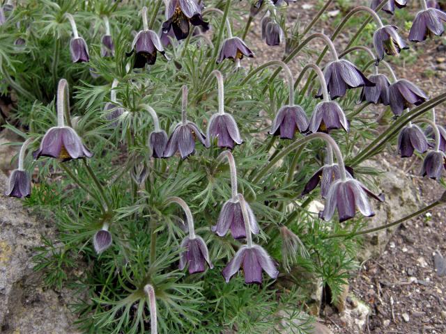 Koniklec luční (Pulsatilla pratensis (L.) Mill. subsp. bohemica Skalický)