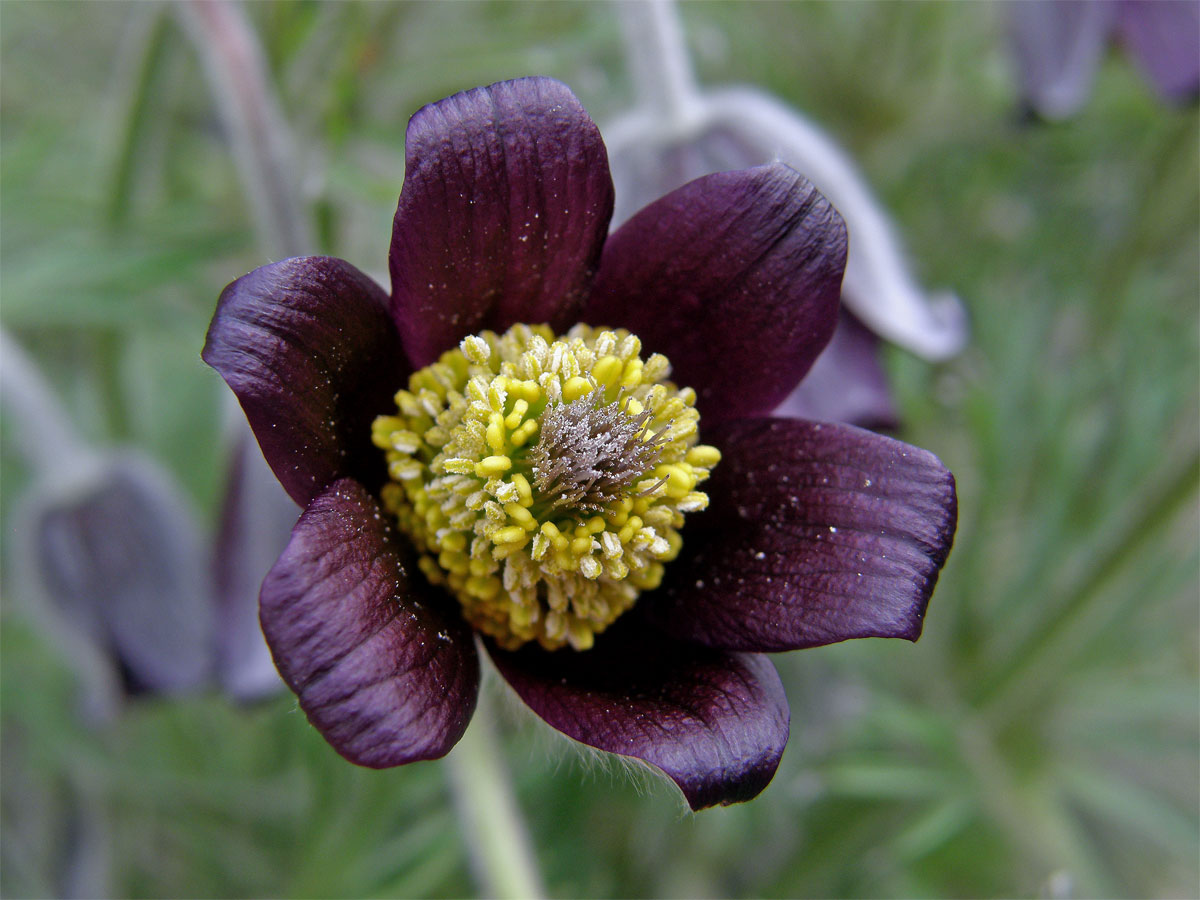 Koniklec luční (Pulsatilla pratensis (L.) Mill. subsp. bohemica Skalický)