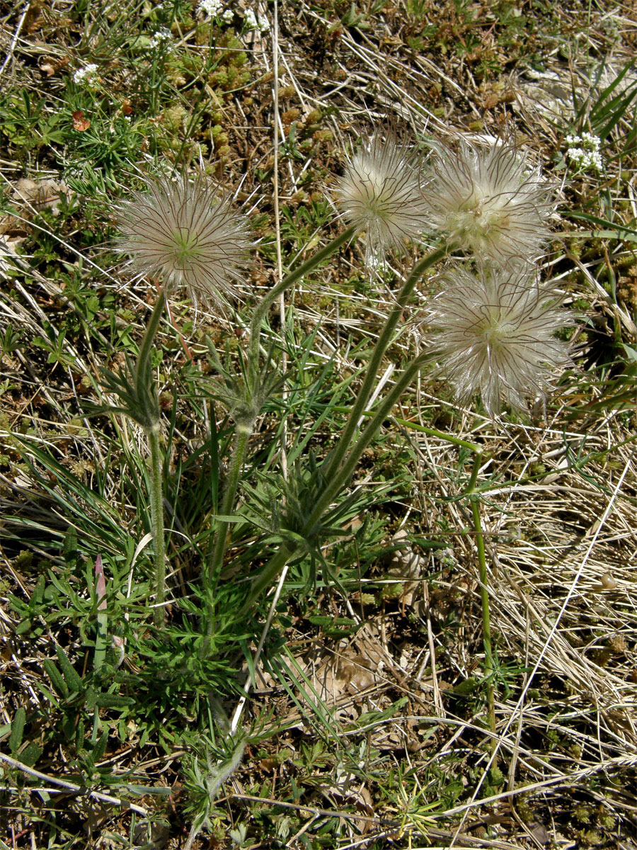 Koniklec luční (Pulsatilla pratensis (L.) Mill. subsp. bohemica Skalický)