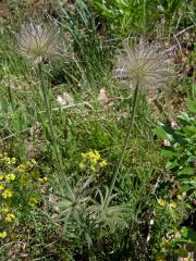 Koniklec luční (Pulsatilla pratensis (L.) Mill. subsp. bohemica Skalický)