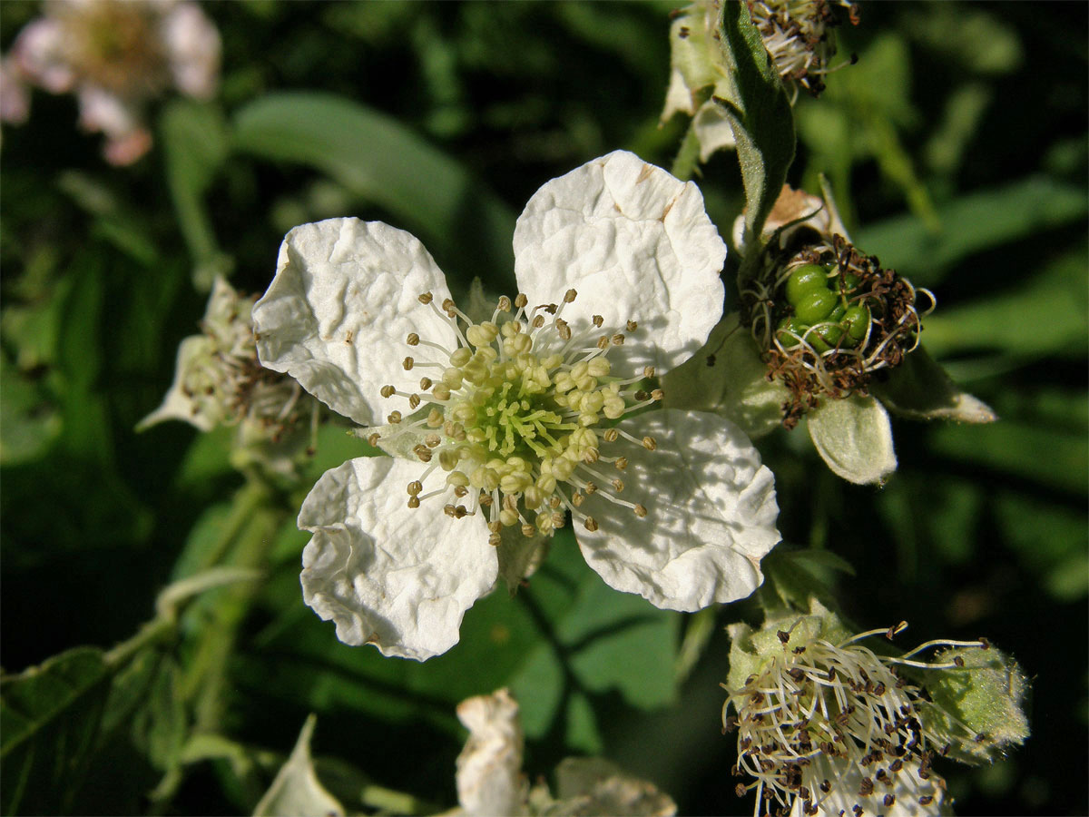 Ostružiník ježiník (Rubus caesius L.) - čtyřčetný květ (1)