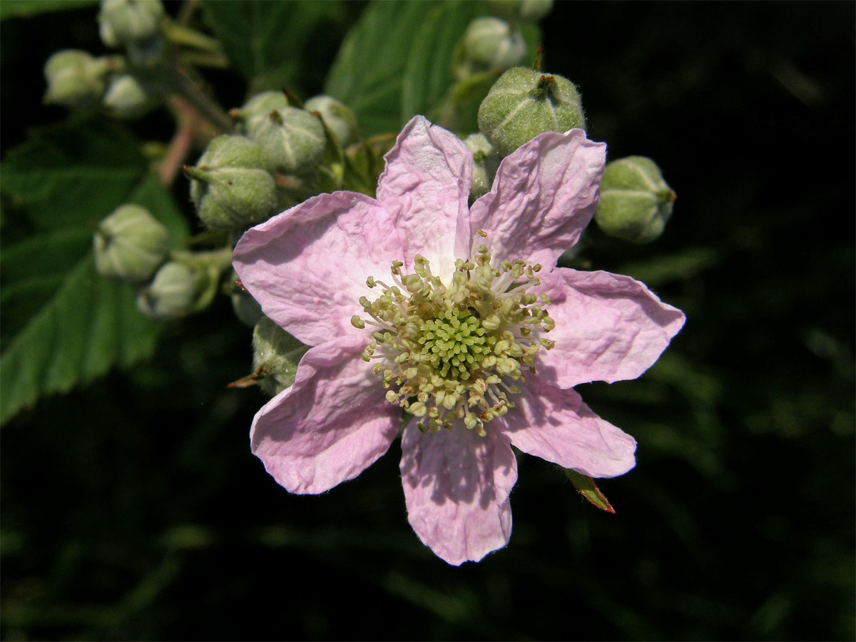 Ostružiník křovitý (Rubus fruticosus L. agg.) - sedmičetný květ (1)