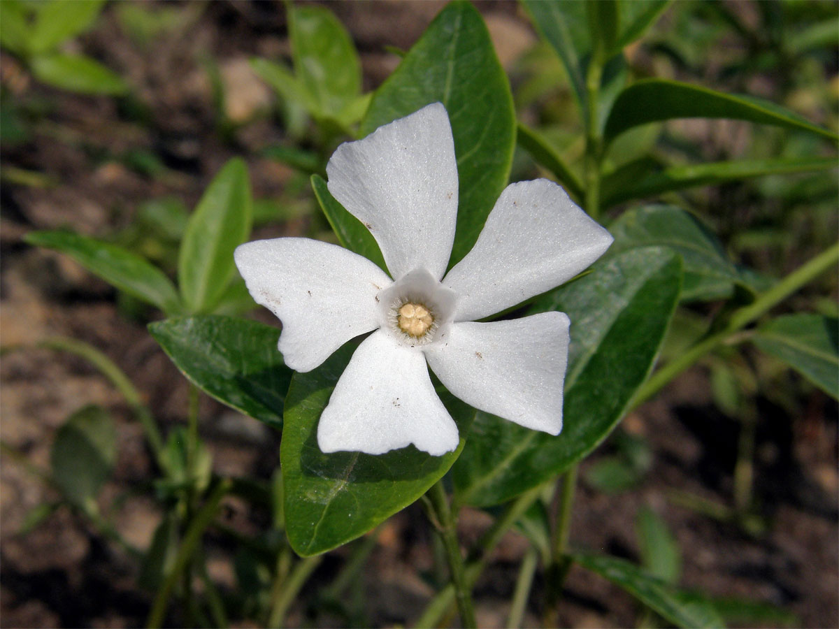 Barvínek menší (Brčál barvínek) (Vinca minor L.) s bílým kětem (1)