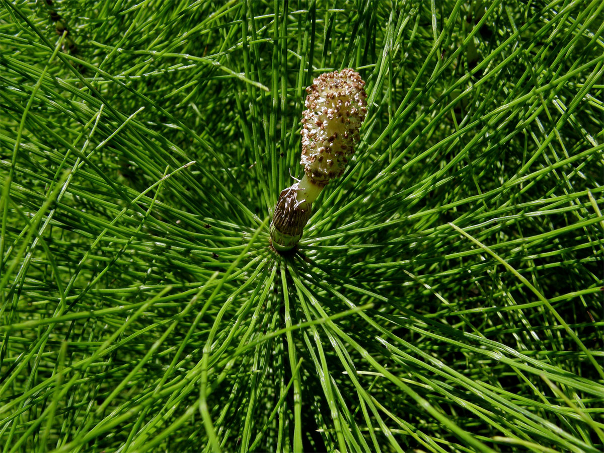 Přeslička největší (Equisetum telmateria Ehrh.) - kombinace jarní a letní lodyhy