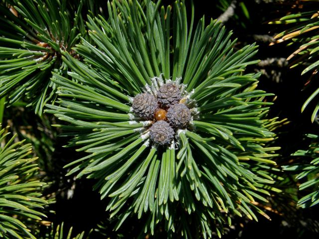 Borovice kleč (Pinus mugo Turra)