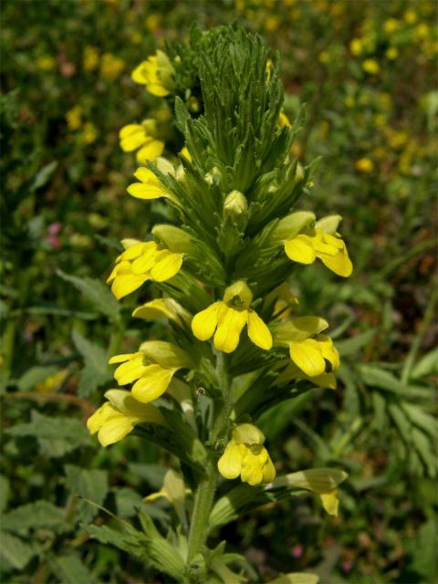 Světličník lepkavý (Parentucellia viscosa (L.) Caruel)