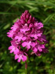 Rudohlávek jehlancovitý (Anacamptis pyramidalis (L.) L. C. Richard)