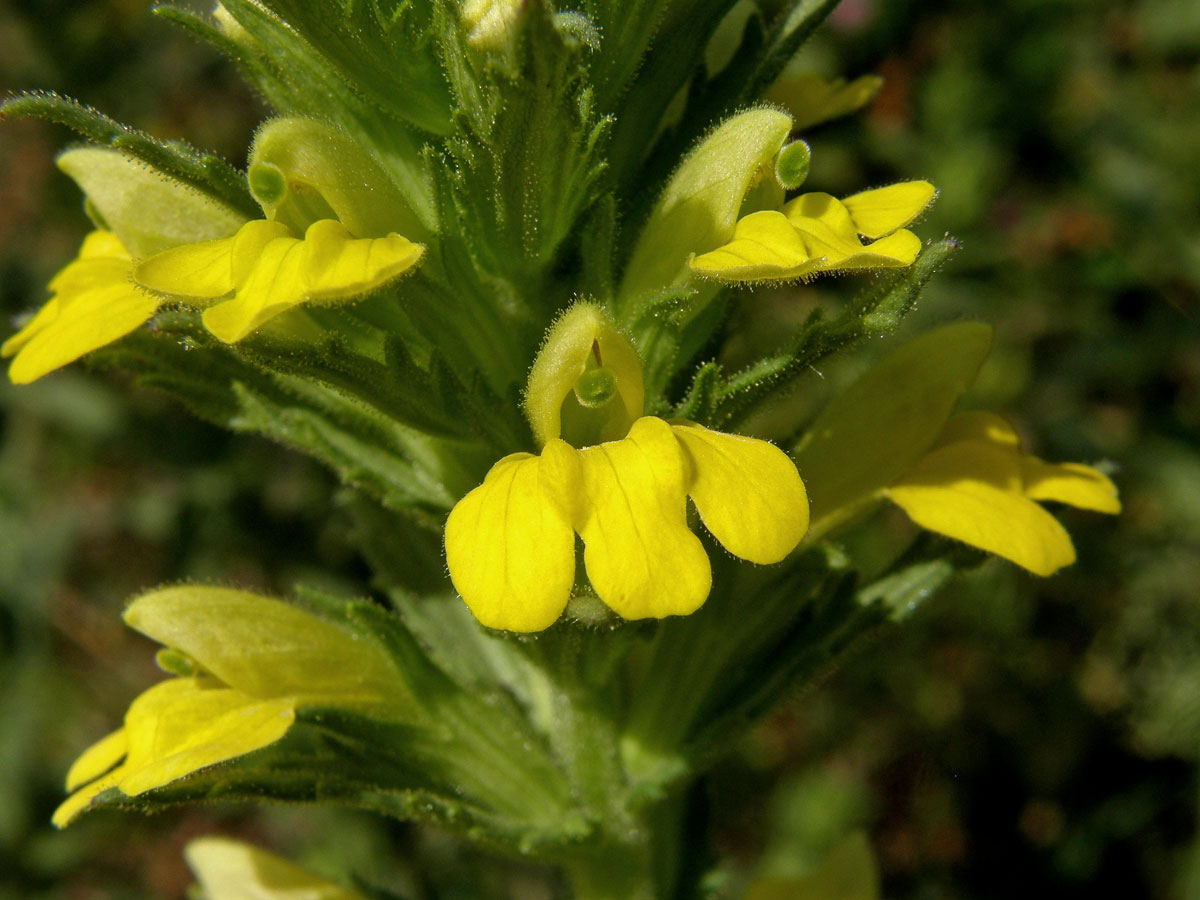 Světličník lepkavý (Parentucellia viscosa (L.) Caruel)