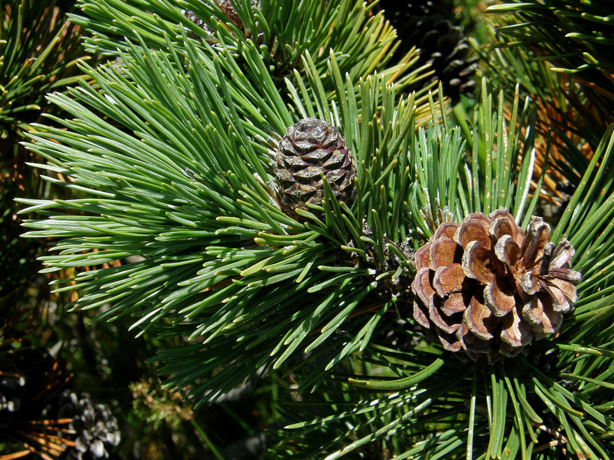 Borovice kleč (Pinus mugo Turra)