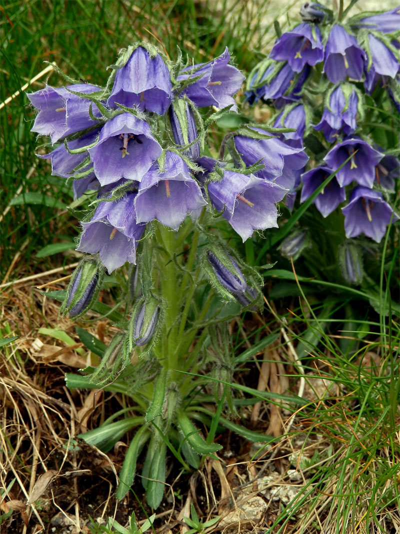 Zvonek alpský (Campanula alpina Jacq.)