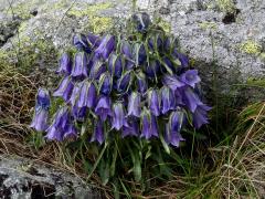 Zvonek alpský (Campanula alpina Jacq.)