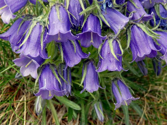 Zvonek alpský (Campanula alpina Jacq.)