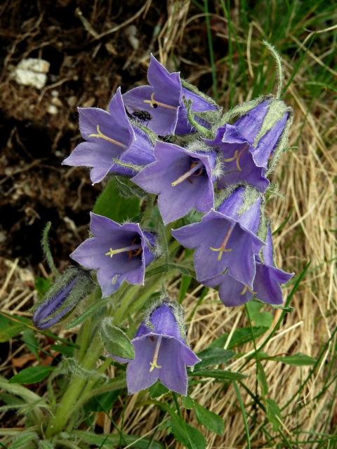 Zvonek alpský (Campanula alpina Jacq.)