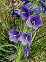 Zvonek alpský (Campanula alpina Jacq.)