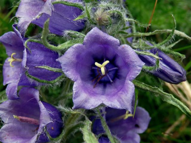 Zvonek alpský (Campanula alpina Jacq.)