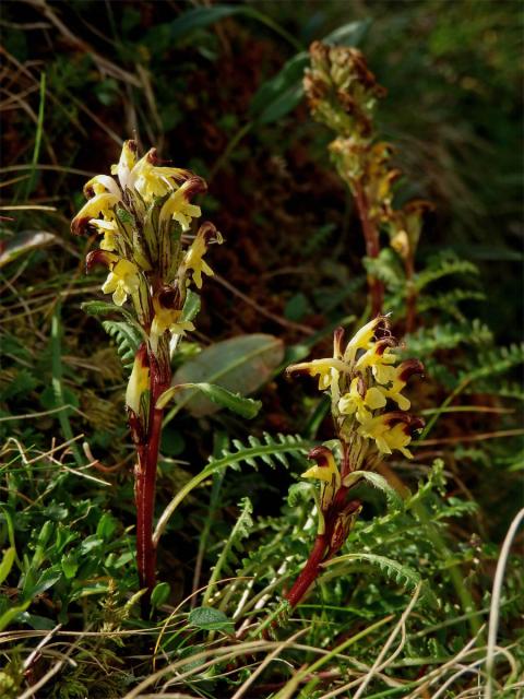 Všivec Oederův (Pedicularis oederi Vahl)