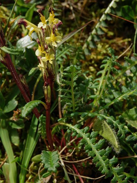 Všivec Oederův (Pedicularis oederi Vahl)