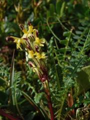 Všivec Oederův (Pedicularis oederi Vahl)