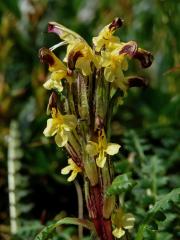 Všivec Oederův (Pedicularis oederi Vahl)