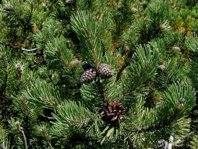 Borovice kleč (Pinus mugo Turra)