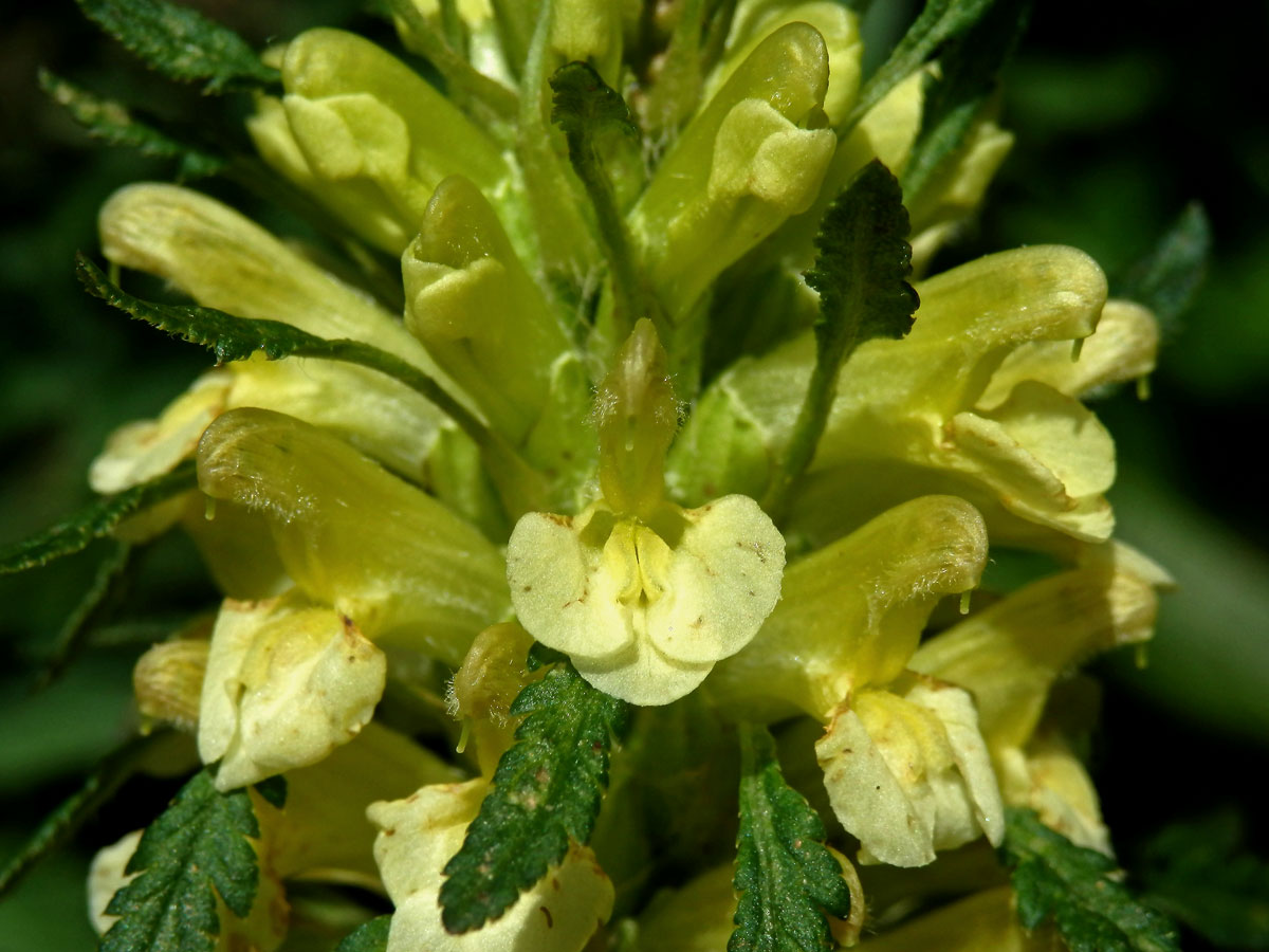 Všivec Hacquetův (Pedicularis hacquetii Graf)