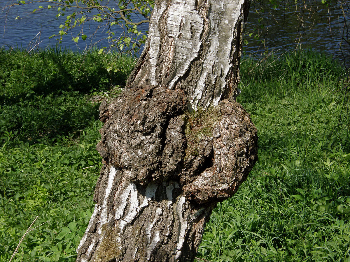 Nádor na bříze bělokoré (Betula pendula Roth) (10)