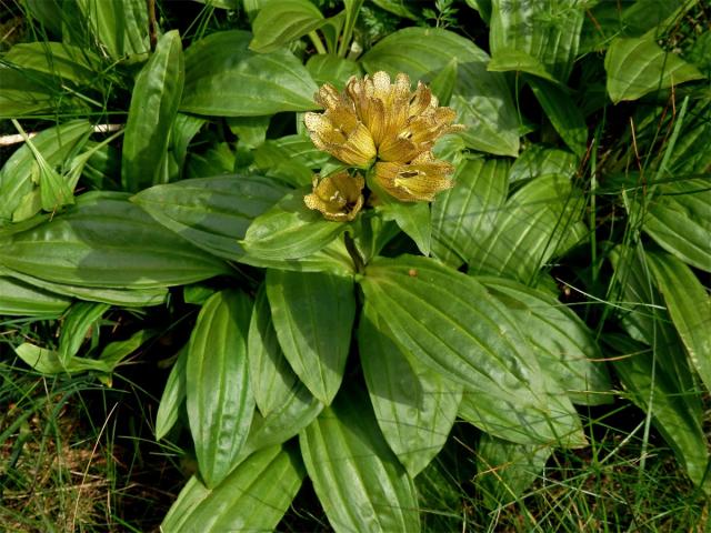 Hořec tečkovaný (Gentiana punctata L.)