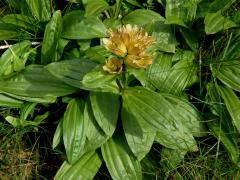 Hořec tečkovaný (Gentiana punctata L.)