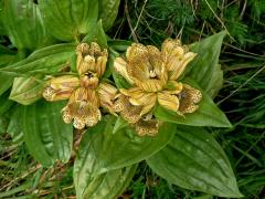 Hořec tečkovaný (Gentiana punctata L.)