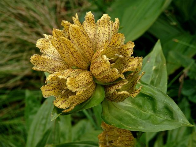 Hořec tečkovaný (Gentiana punctata L.)