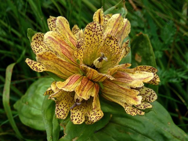 Hořec tečkovaný (Gentiana punctata L.)