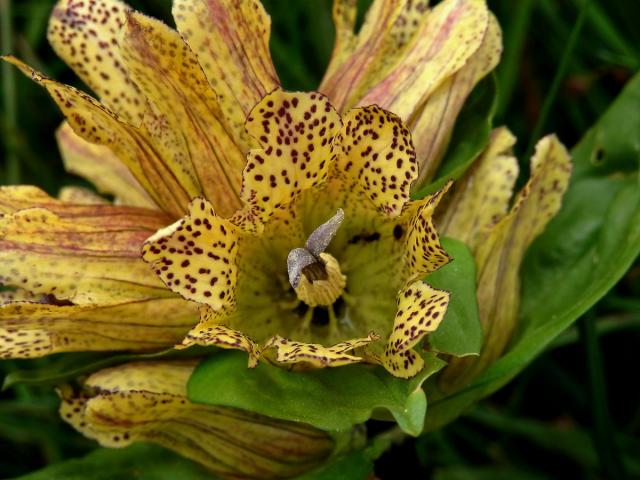 Hořec tečkovaný (Gentiana punctata L.)