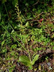 Bradáček vejčitý (Listera ovata (L.) R. Br.)