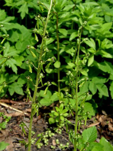 Bradáček vejčitý (Listera ovata (L.) R. Br.)