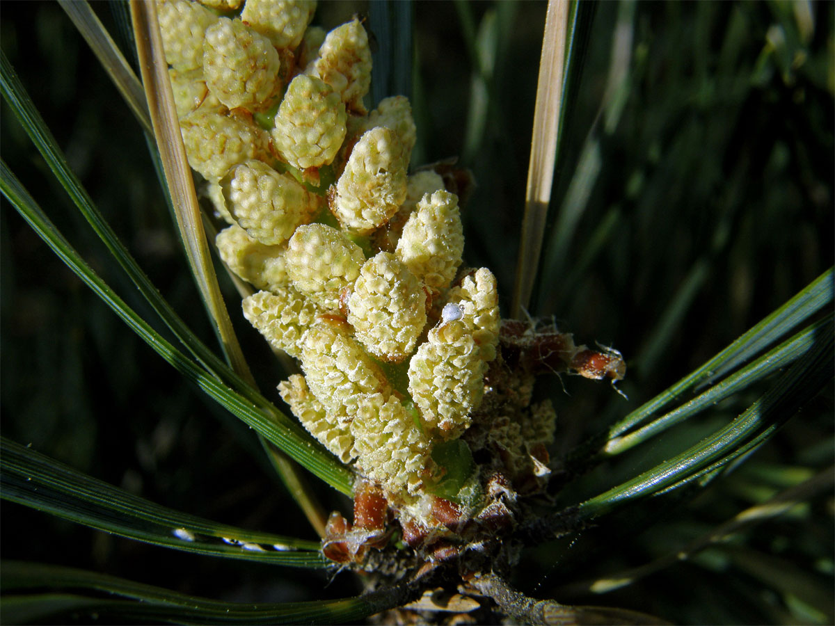 Borovice lesní (sosna) (Pinus sylvestris L.)