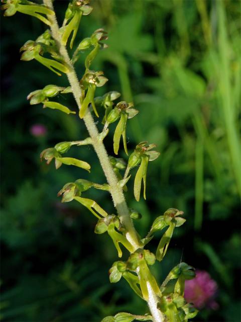 Bradáček vejčitý (Listera ovata (L.) R. Br.)