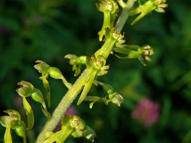 Bradáček vejčitý (Listera ovata (L.) R. Br.)