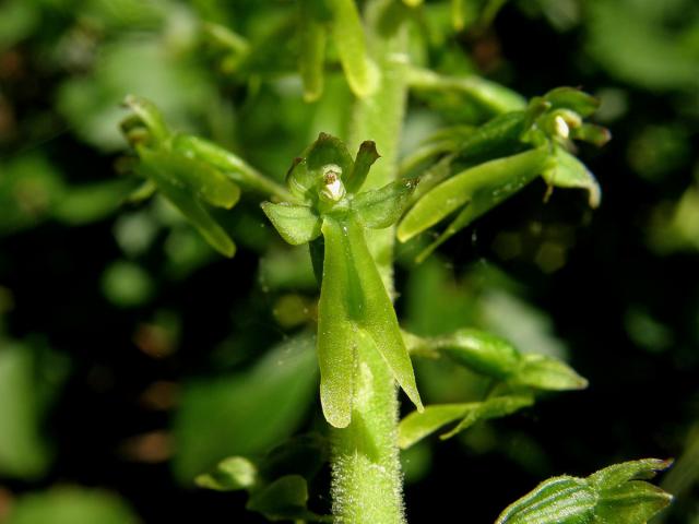 Bradáček vejčitý (Listera ovata (L.) R. Br.)