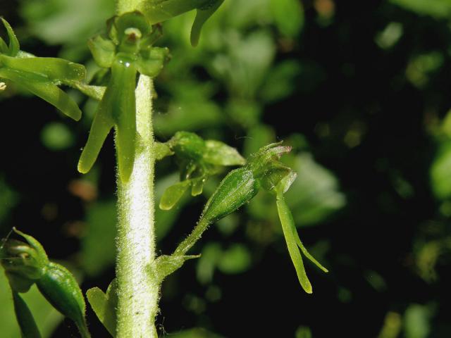 Bradáček vejčitý (Listera ovata (L.) R. Br.)