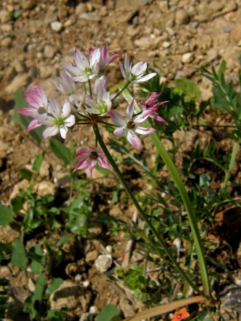 Česnek (Allium trifoliatum Cyr.)