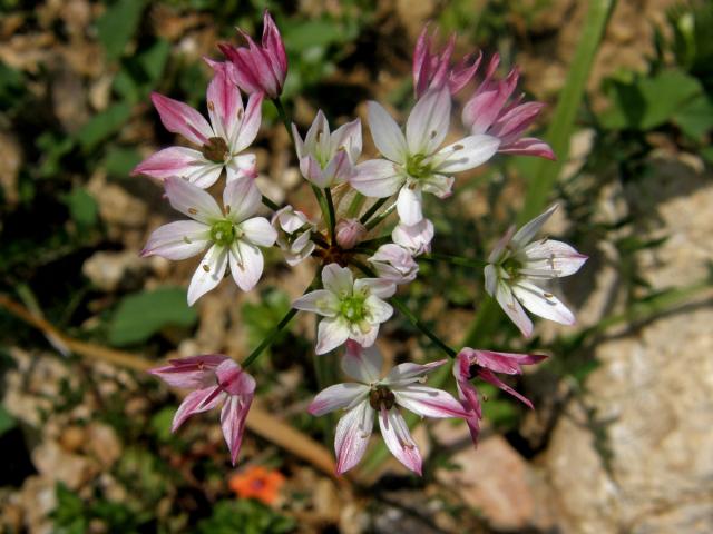 Česnek (Allium trifoliatum Cyr.)