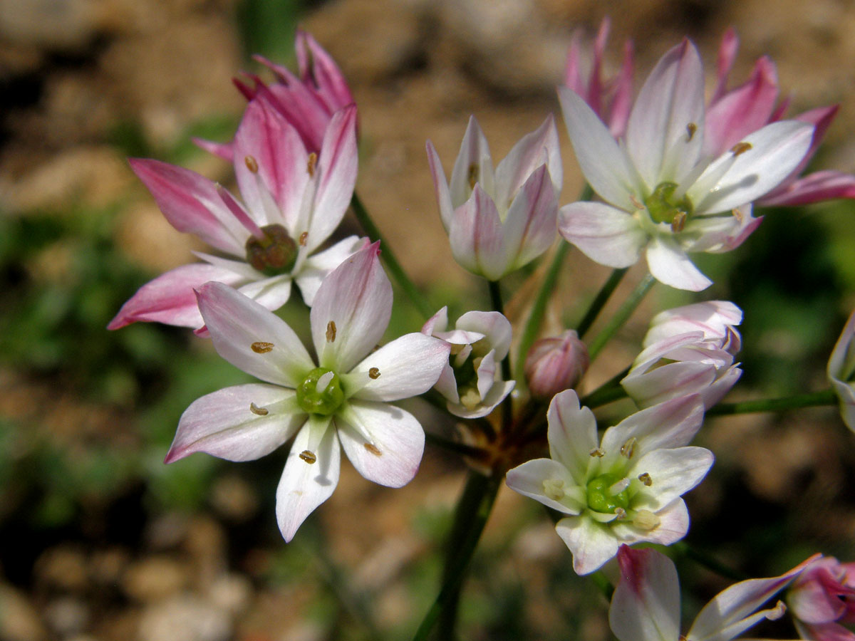 Česnek (Allium trifoliatum Cyr.)